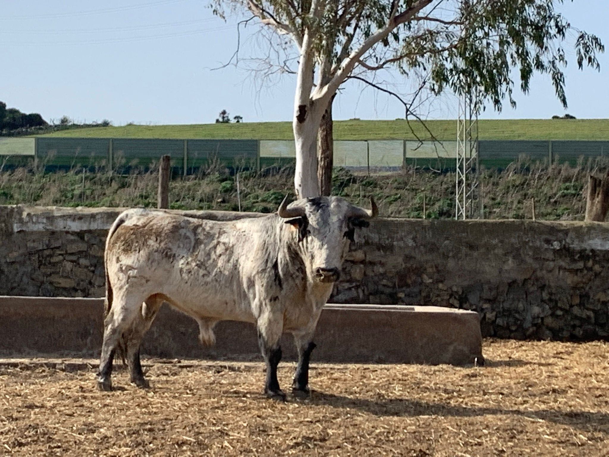 Uno de los toros de Cebada Gago que correrá el encierro del domingo 28 de agosto en Cuéllar