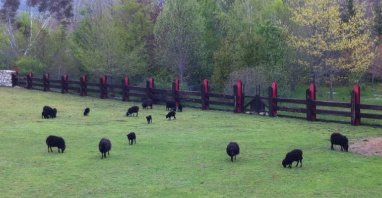 Uno de los objetivos de la inversión en explotaciones ganaderas es garantizar el bienestar animal