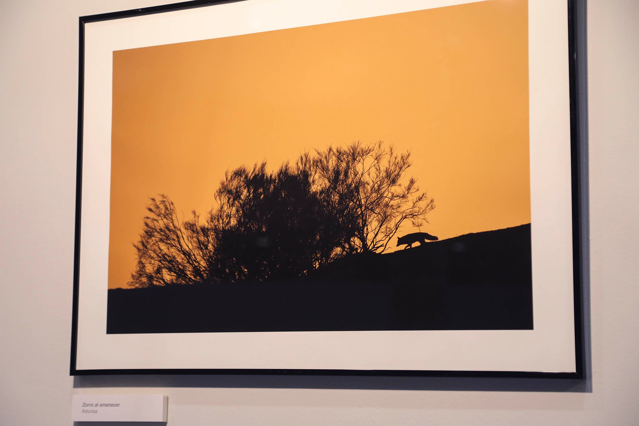 El Patio de Encuentros del Ayuntamiento acoge, hasta finales de febrero, la exposición de este fotógrafo con discapacidad auditiva, en donde captura el paisaje asturiano y su naturaleza