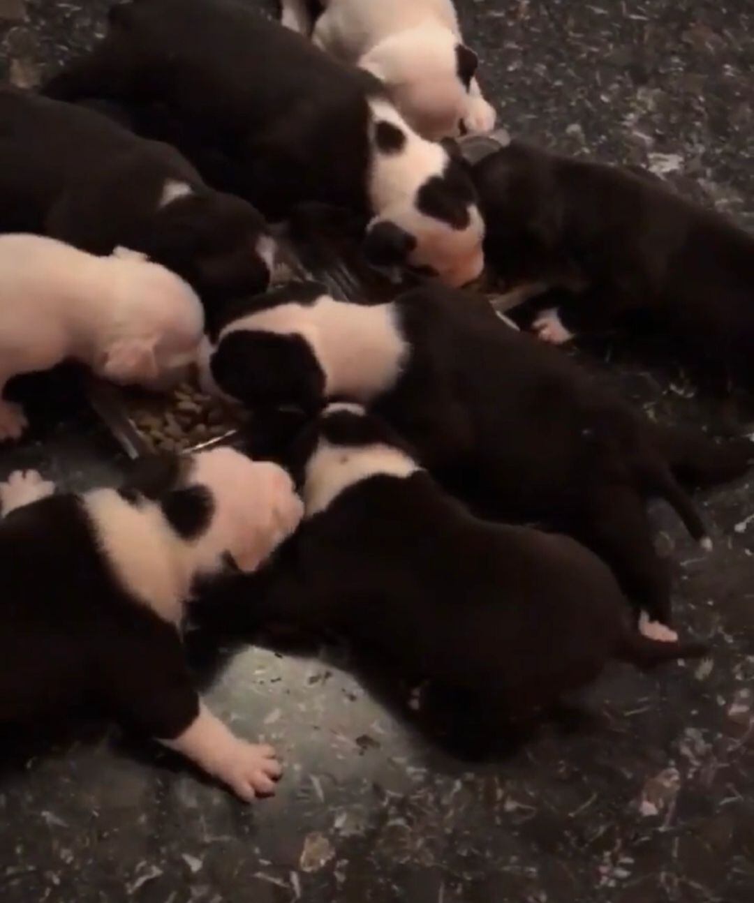 criadero ilegal de perros