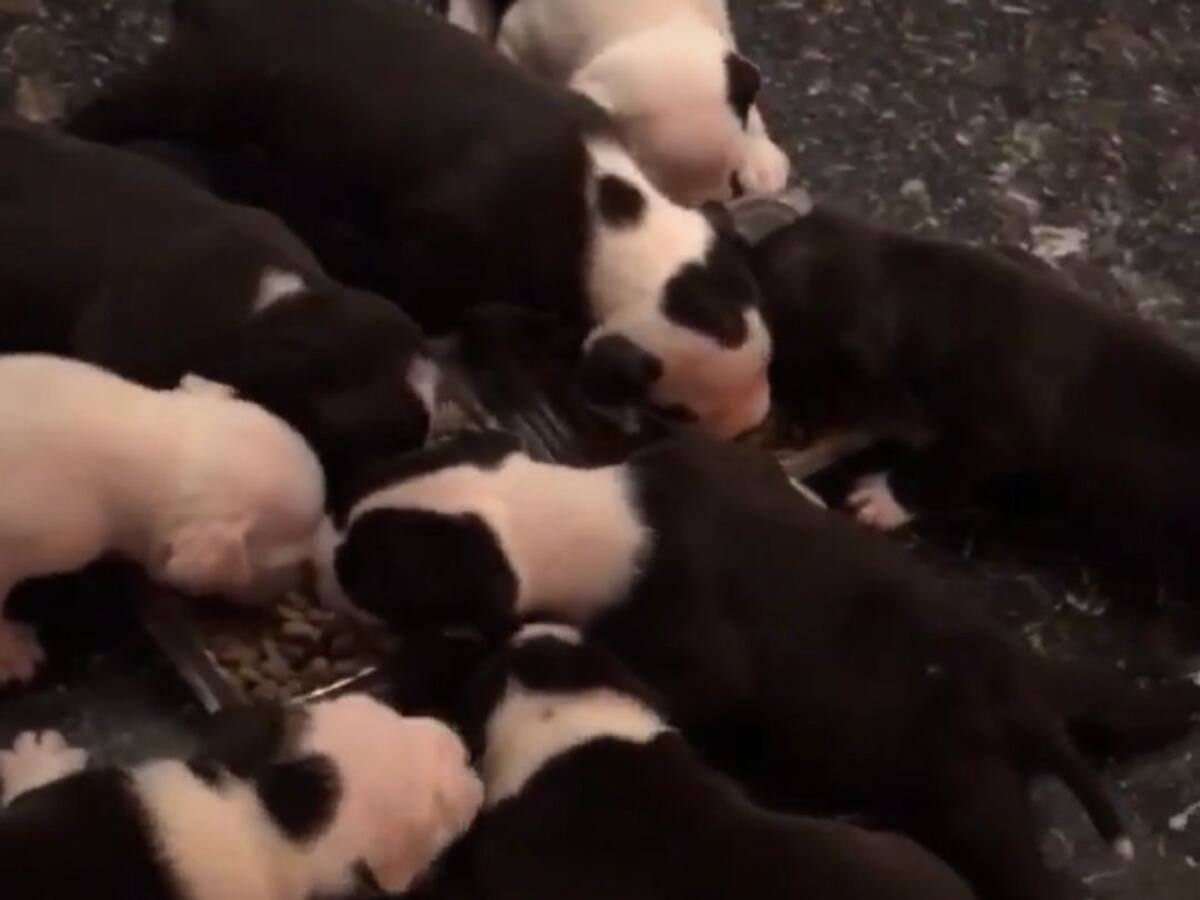 La Policía Local localiza un criadero ilegal de perros peligrosos en Torrellano