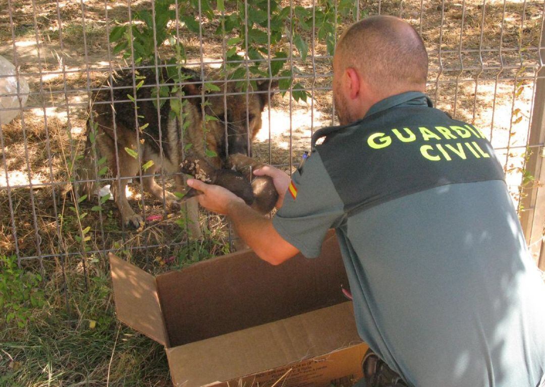 La Guardia Civil De Teruel Rescata A 6 Cachorros De Pastor Alemán Enterrados Vivos En Una Localidad Del Bajo Aragón