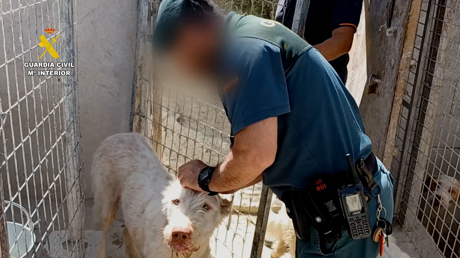 Casi 60 investigados y un veterinario detenido en Úbeda por la mutilación de más de mil perros