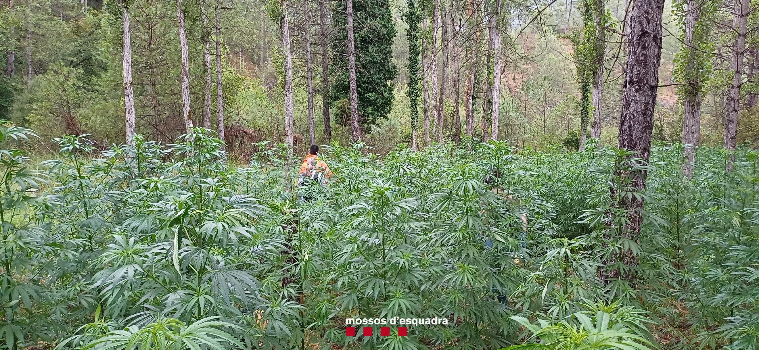 Plantació de marihuana detectada i destruïda pels mossos a Fígols i Alinyà. Foto: Mossos.