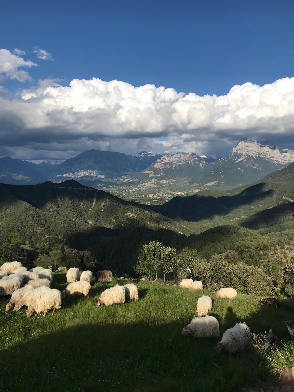 Siricueta. Morillo de San Pietro.