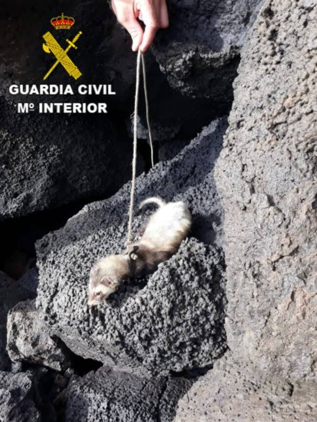 Hurón utilizado por los detenidos en la caza de las pardelas cenicienta.