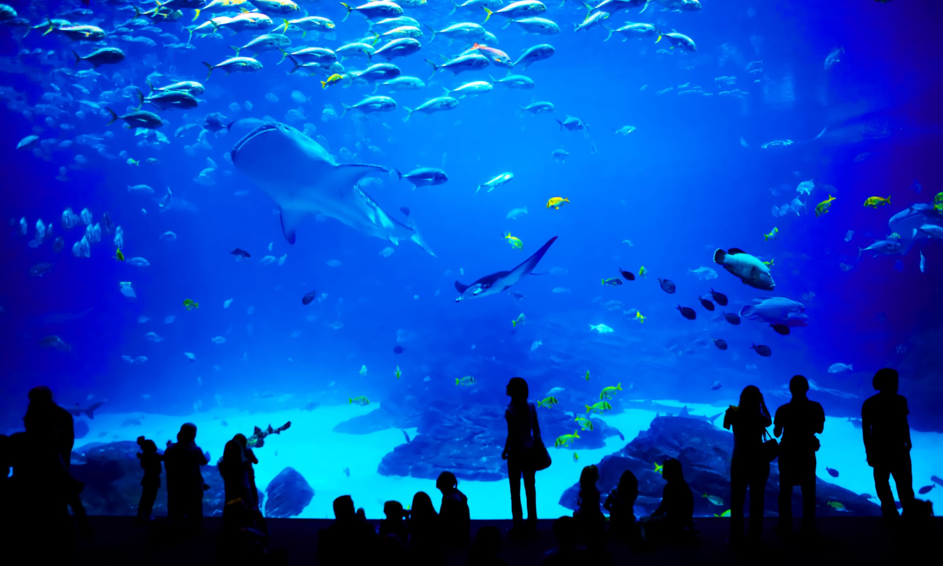 Acuario de Gijón.