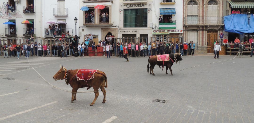 Los toros ensogados de Beas de Segura reúne en torno a esta celebración una gran afluencia de turismo