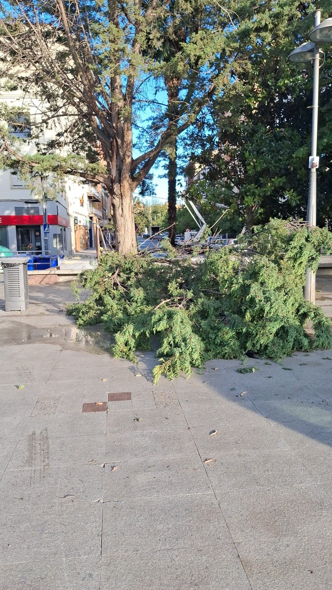 La tormenta ha causado daños en unos 40 árboles en parques y vías públicas. Foto: Ayto. de Binéfar