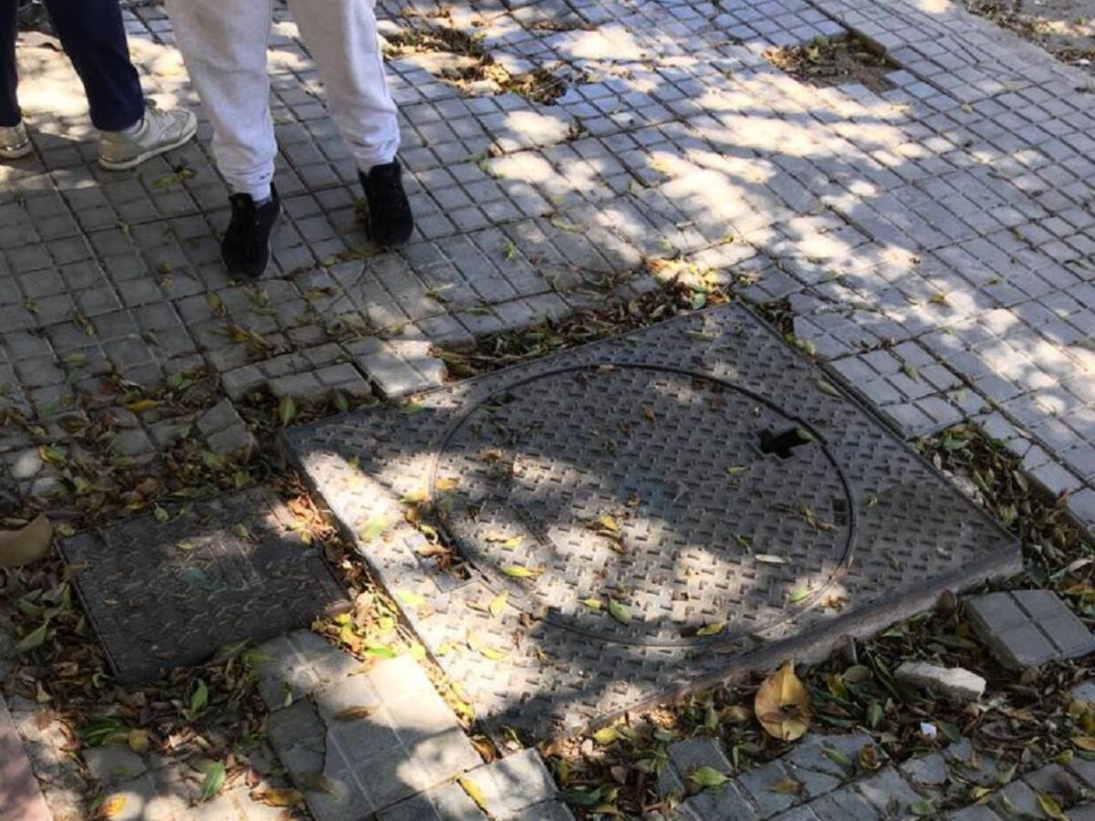 Ilicitanos por Elche urge el mantenimiento de los Palmerales