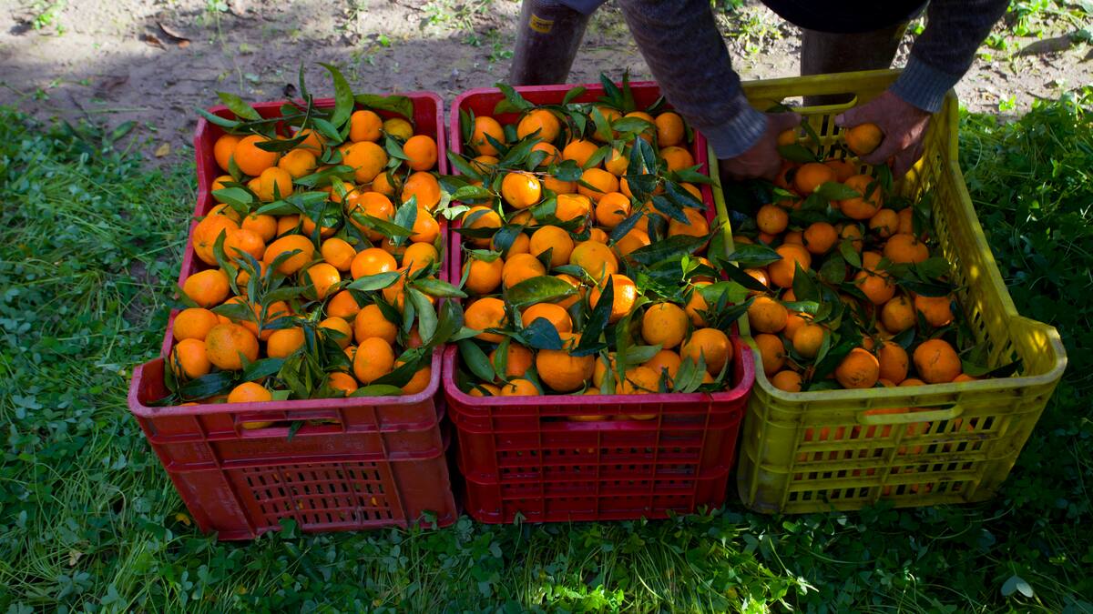 "Se entienden mejor entre ellos": Sindicatos acusan de racismo al Comité de Gestión de Cítricos por querer contratar a las cuadrillas por nacionalidades