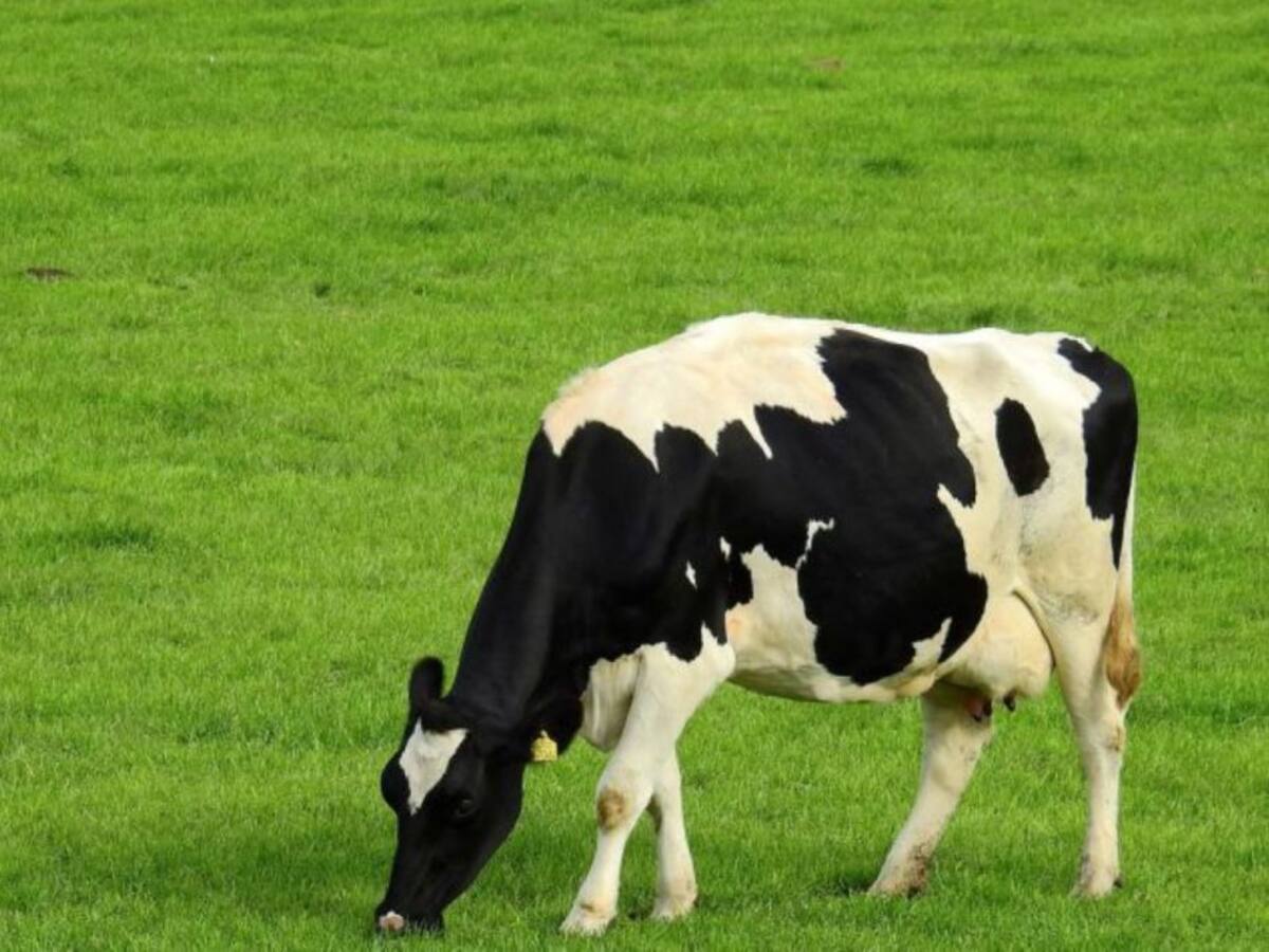 El PSOE Menorca presenta esmenes per valor de 7M€ al Parlament i 1,2M€ al Consell per impulsar el sector primari a Menorca