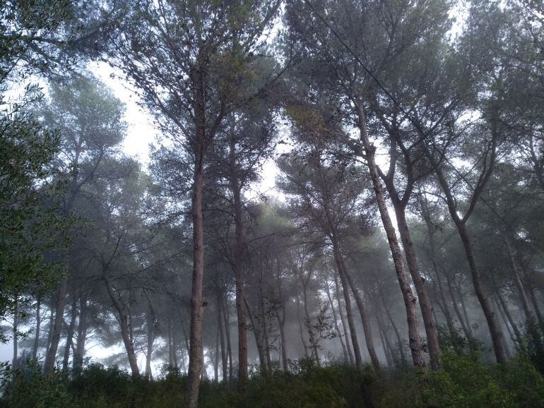 El conocido como &quot;Pinar de los Franceses&quot;.