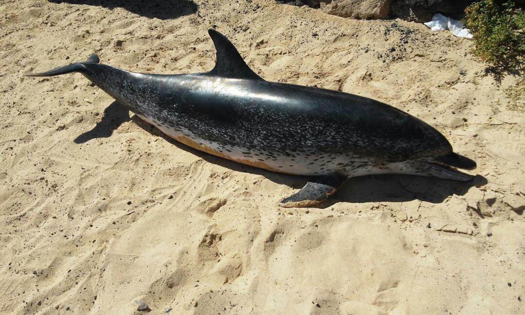 Imagen del varamiento de un delfín en la costa de la Santa