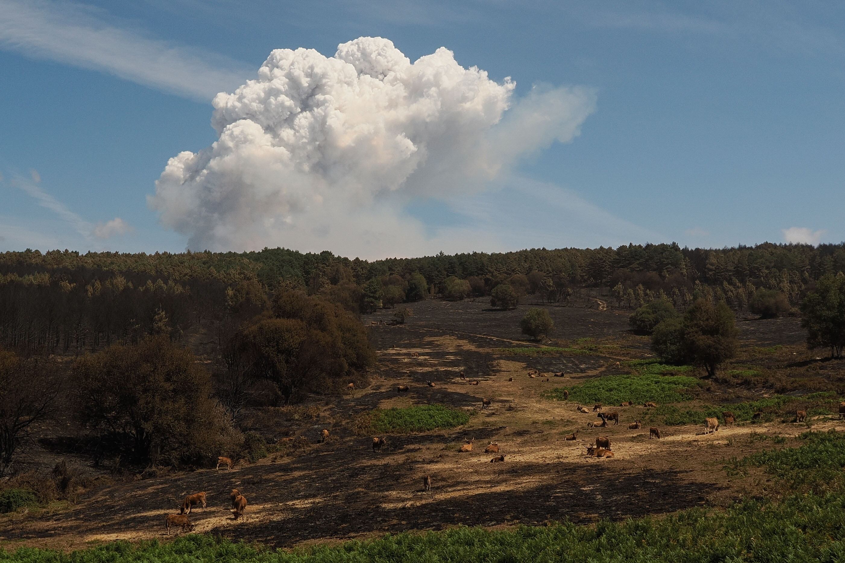 Ganado junto a una zona afectada por el fuego en la parroquia de Bendollo (Quiroga) que ha quemado hasta el momento más de 20.000 hectáreas en las comarcas orientales de las provincias de Ourense y Lugo