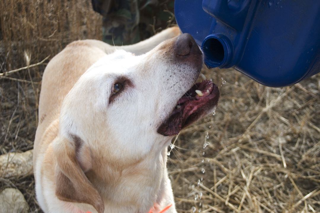 Lo que debes hacer si a tu perro le da un golpe de calor este verano.