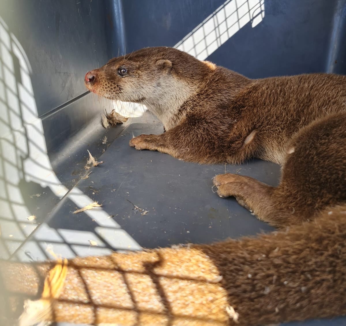 Nutria capturada en Córdoba