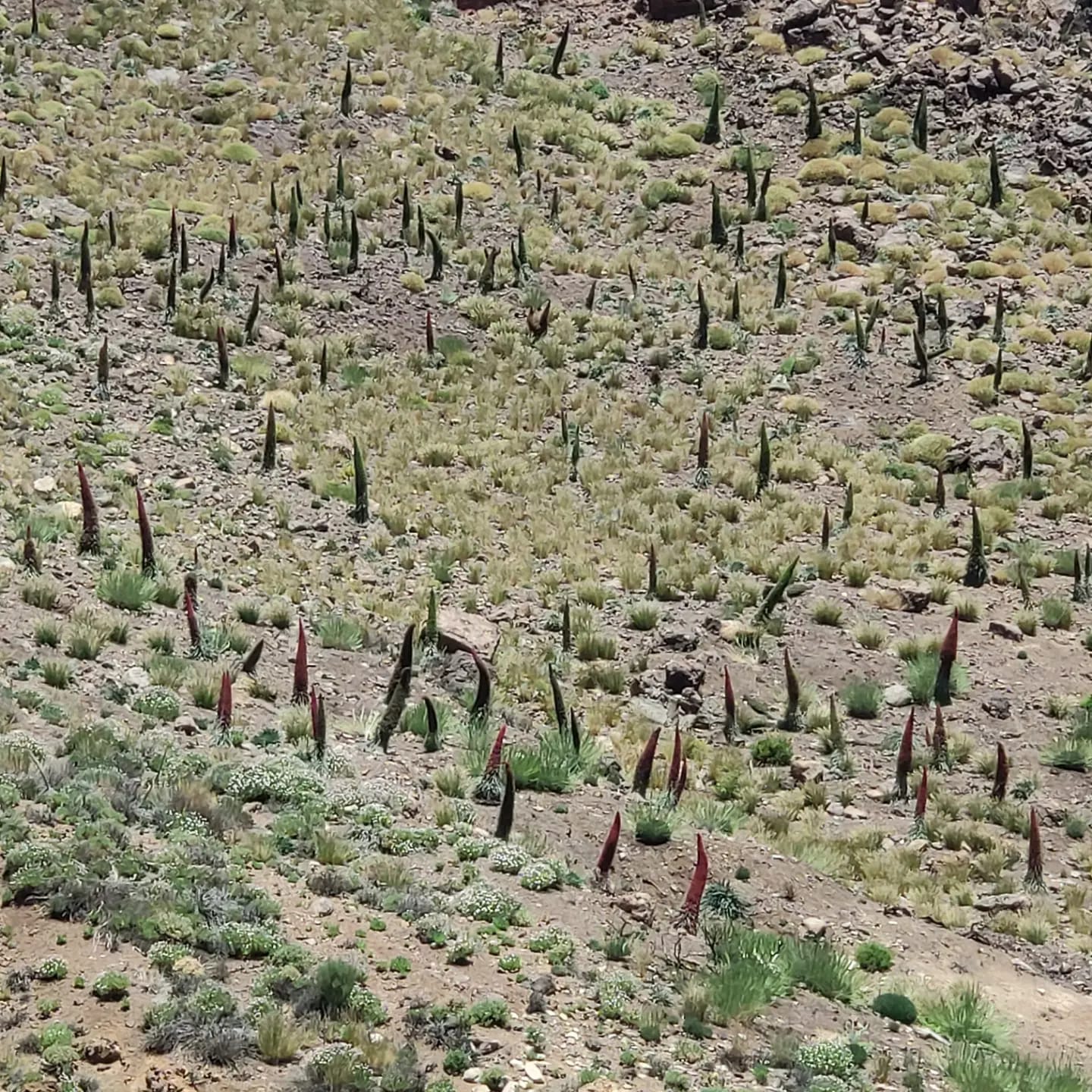 Tajinastes en el Teide