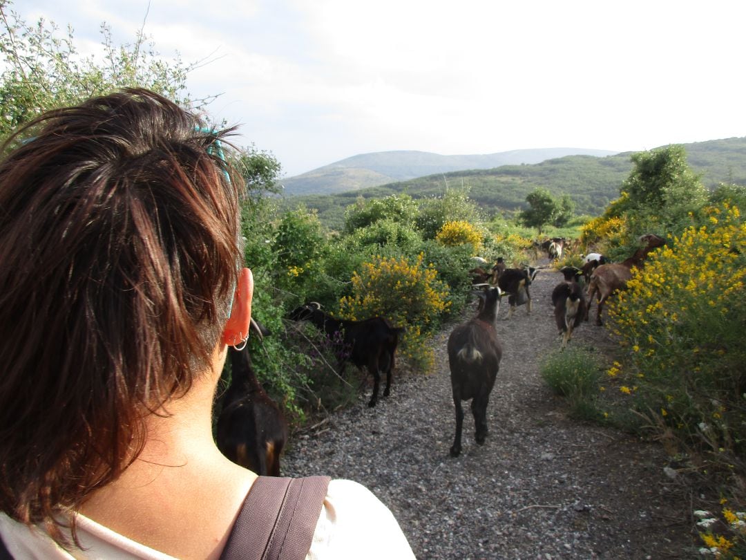 Blanca pastoreando cabras en Robregordo, el pueblo con menos habitantes de la Comunidad de Madrid