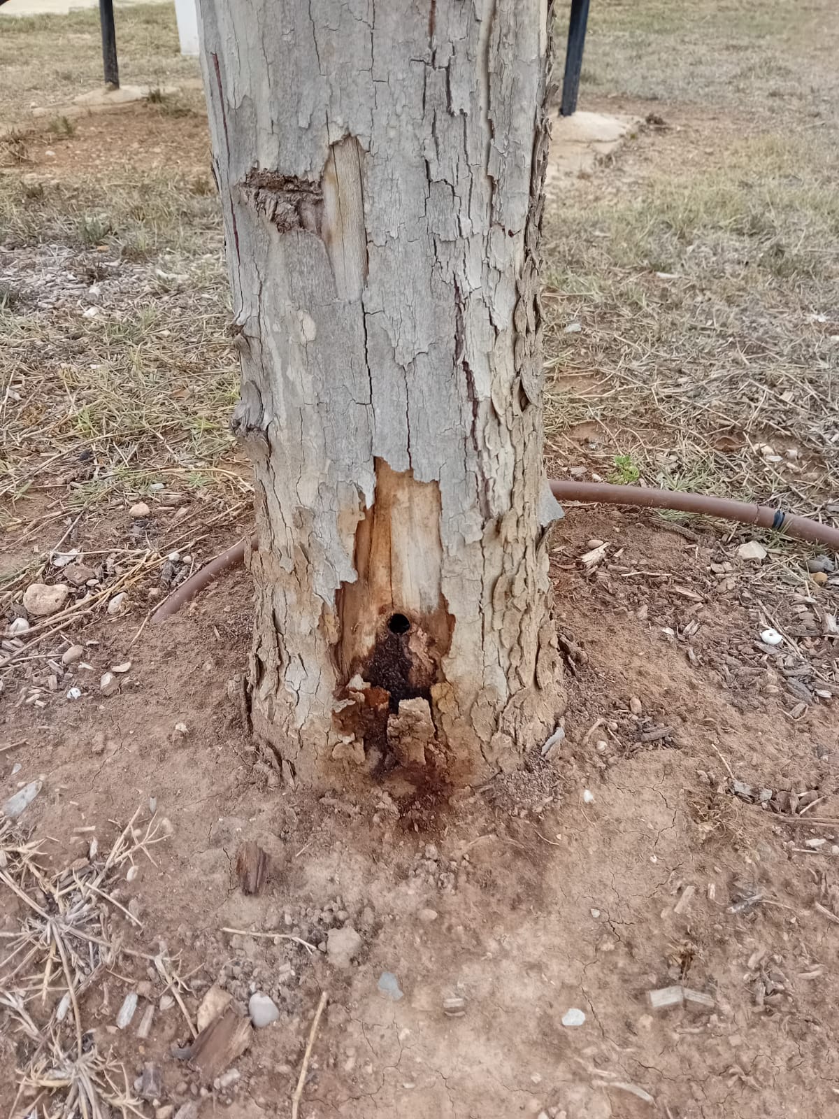 Árbol taladrado en Marxuquera.