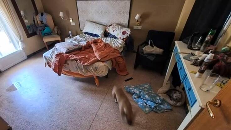 Luis Vañó (CERMI): "Lo que hemos visto en Elche es la punta del iceberg"