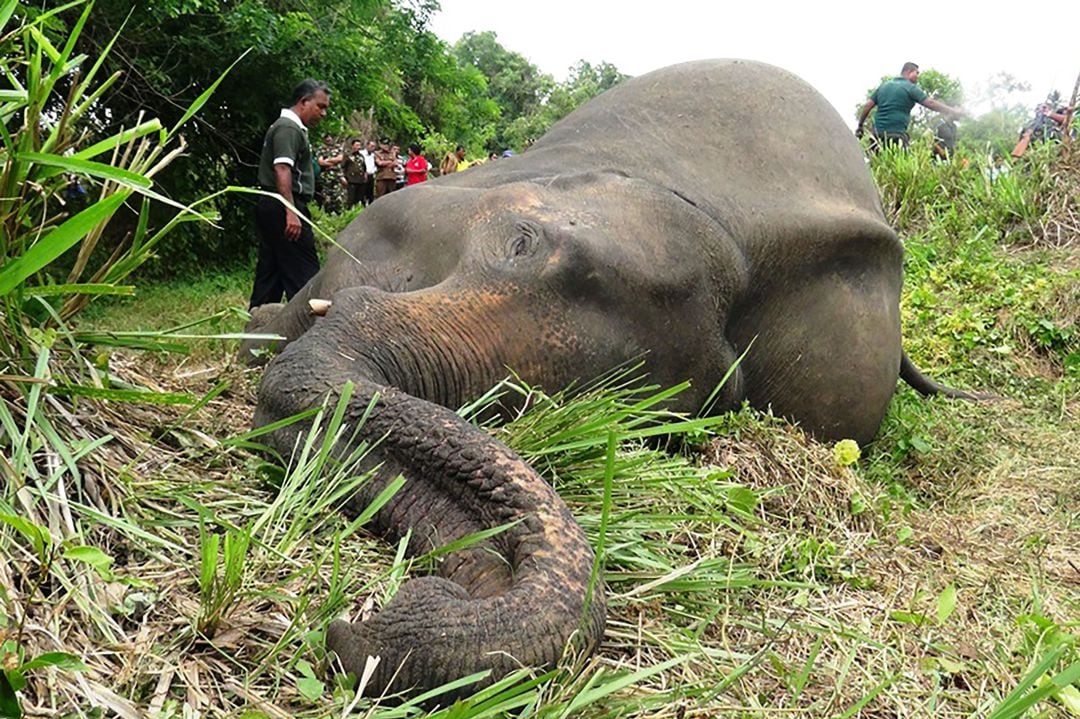 El cuerpo de uno de los elefantes envenenados durante este fin de semana en Sri Lanka