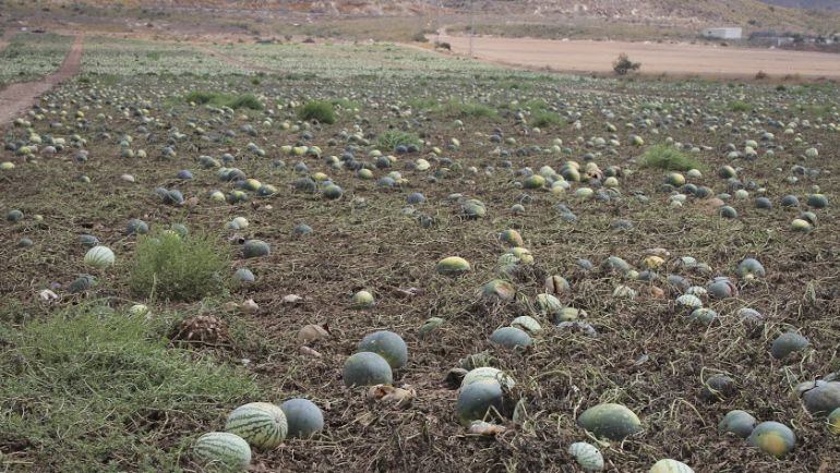 Campo de sandías pudriéndose en la comarca del Levante almeriense.