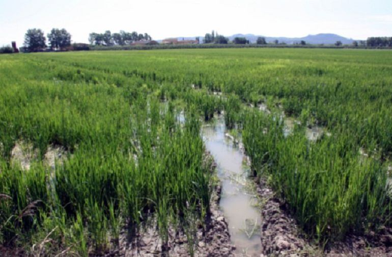 Un camp d'arròs. Imatge d'arxiu.