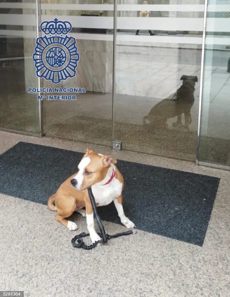 Sena, la perra sustraída en la protectora municipal de A Madroa