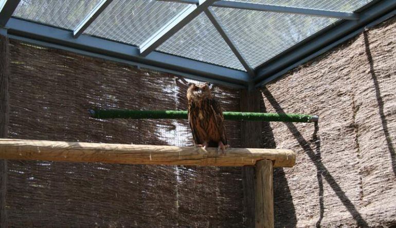 Búho real en el Centro de Recuperación de Fauna Silvestre &#039;El Valle&#039;