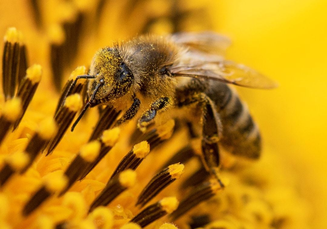 Una abeja, posada en una flor