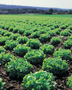 Campo de lechugas de Florette.