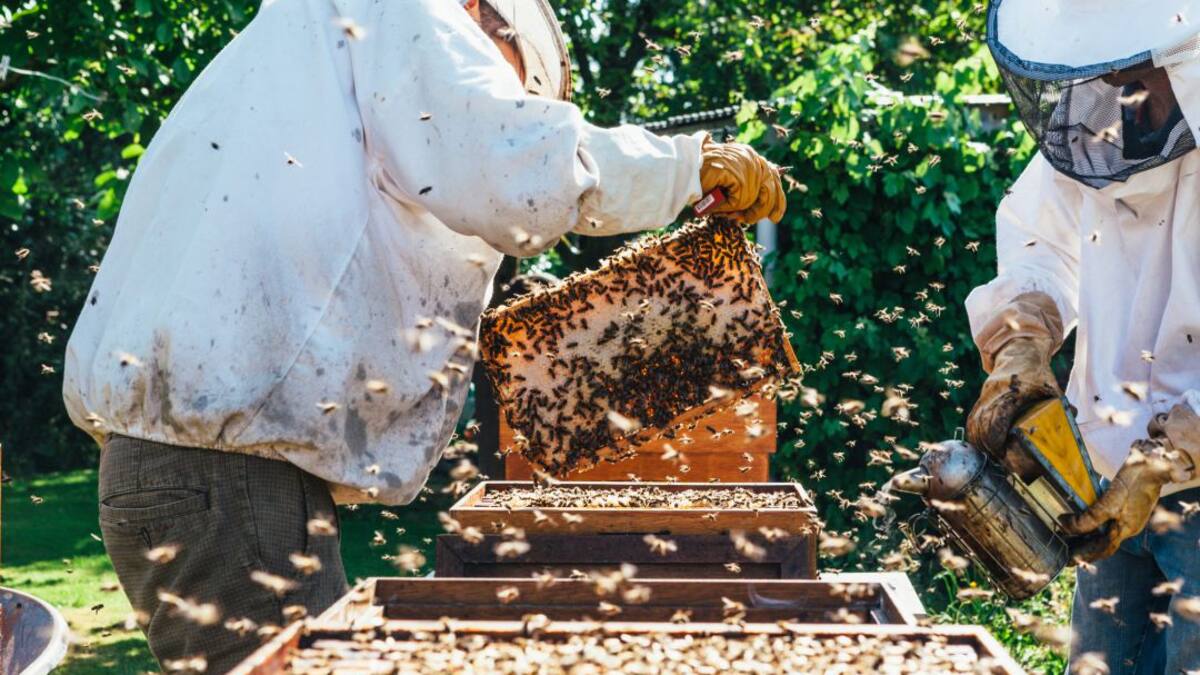 La apicultura, un mundo abierto a la mujer emprendedora