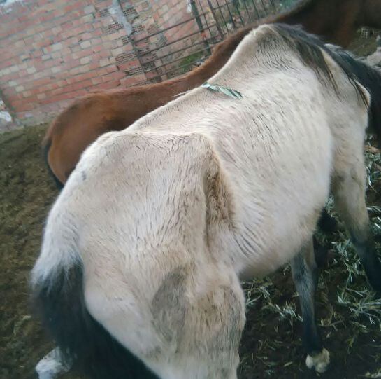 Caballos &quot;acogidos&quot; por esta protectora daimieleña