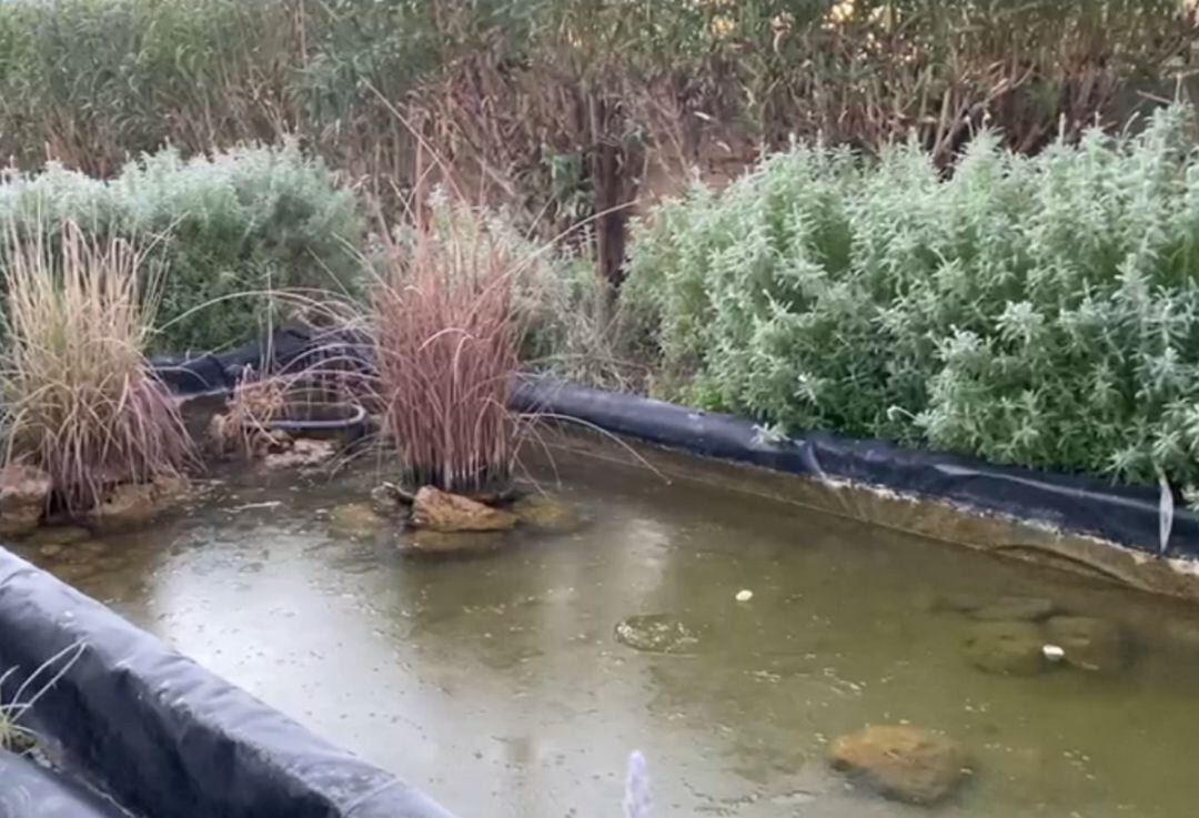 Balsa de agua congelada en Marxuquera, Gandia  