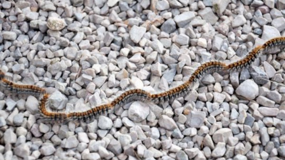 Las bajas temperaturas de los pasados días han disminuido la procesionaria en Palencia
