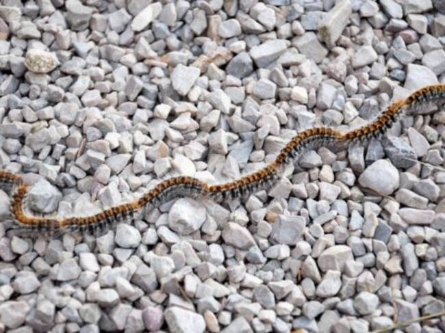 La procesionaria está proliferando en la Comunitat Valenciana