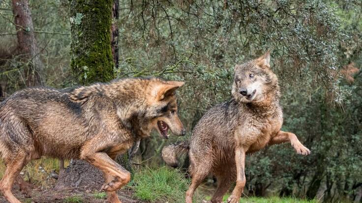 Incluido el lobo en el listado de especies en Régimen de Protección Especial