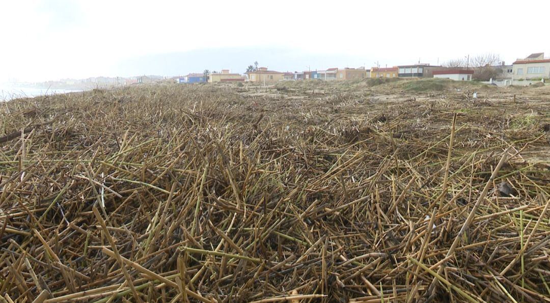 Un mar de cañas en la desembocadura del río Serpis 