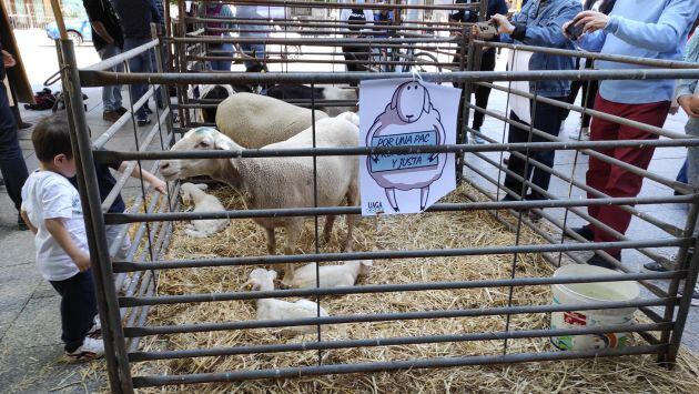 Las ovejas y cabras - con sus corderos y cabritos - han llamado la atención a los viandantes en la Plaza de España