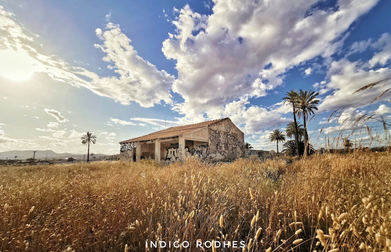 Primer premio del concurso fotográfico Camp d'Elx
