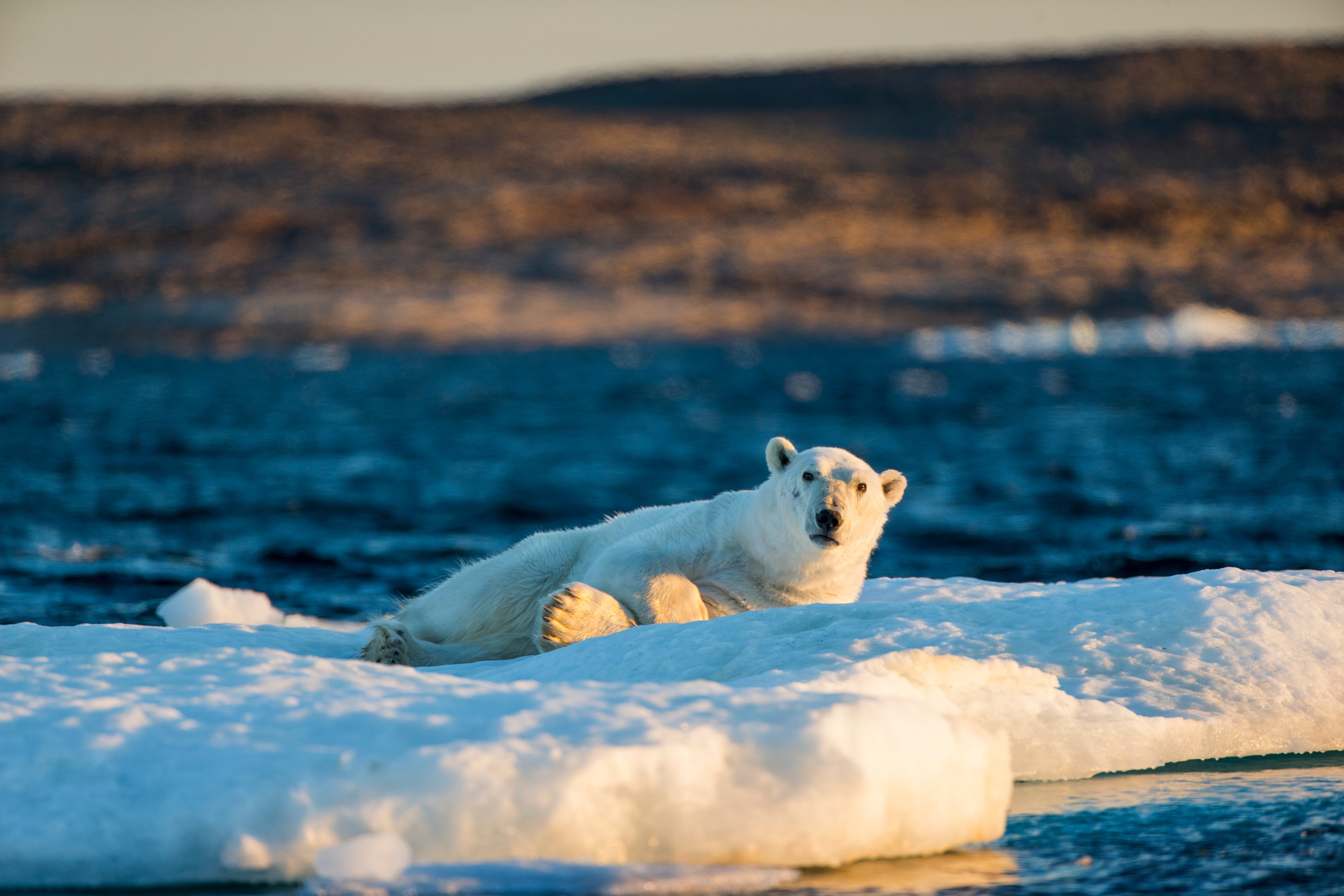 Imagen de archivo de un oso polar en Canadá