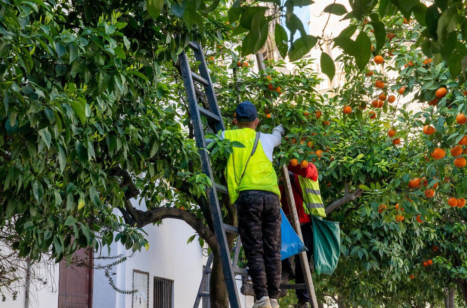 Foto de archivo de un operario cogiendo los frutos de un naranjo