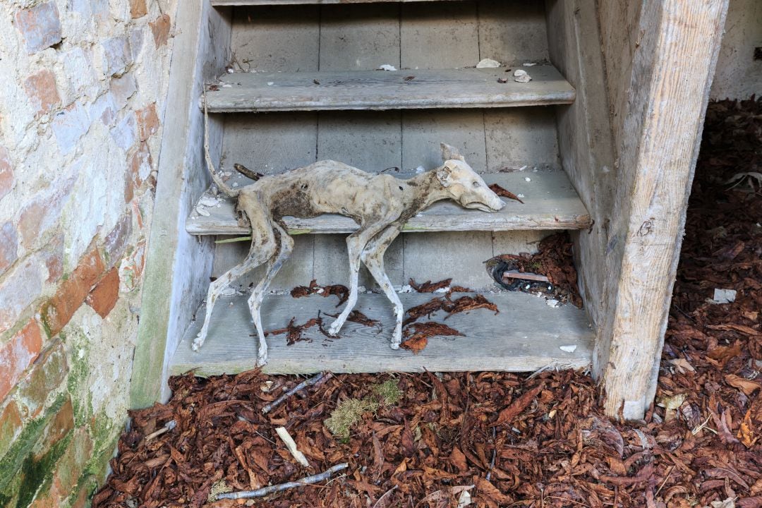 Un perro fallecido a la entrada de una casa.