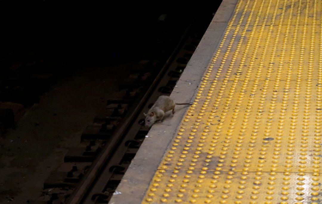 Una rata en el metro de Nueva York. 