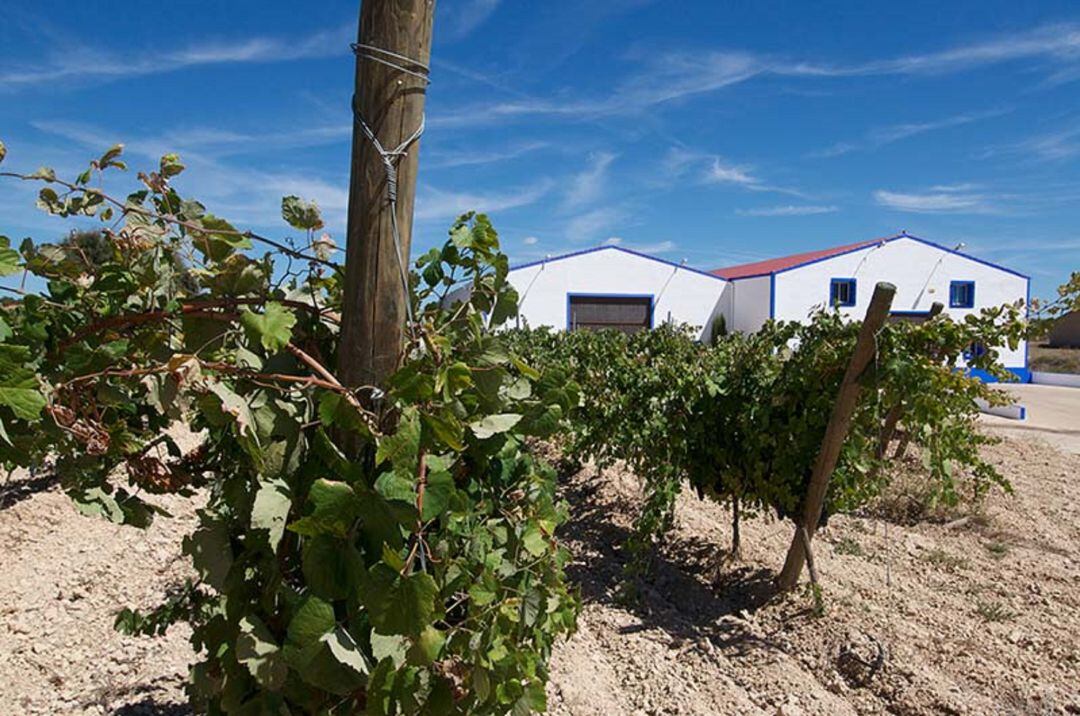 Bodega de la DO Manchuela ubicada en Ledaña