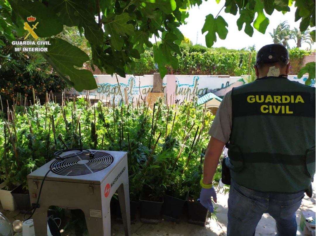 Imagen de la plantación intervenida.