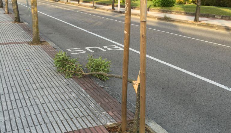 Árboles rotos en la Avenida de Riomar.