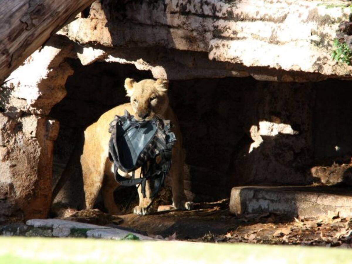 Así atacaron los leones a un hombre en el zoo de Barcelona