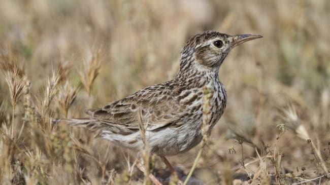 Ejemplar de alondra ricotí